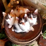 Il Vecchio Mandorlo Alloggio per agriturismo