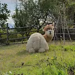 Il Vecchio Mandorlo *