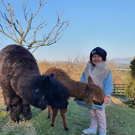 Il Vecchio Mandorlo *