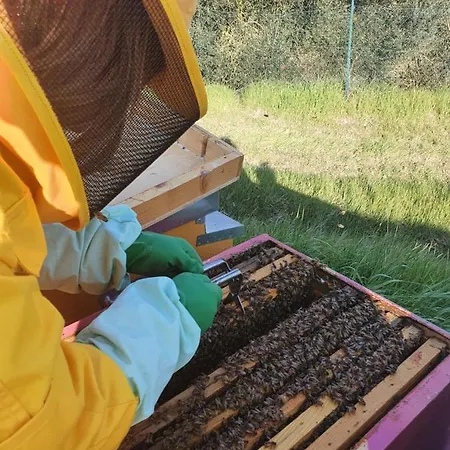 Κατάλυμα σε φάρμα Il Vecchio Mandorlo *