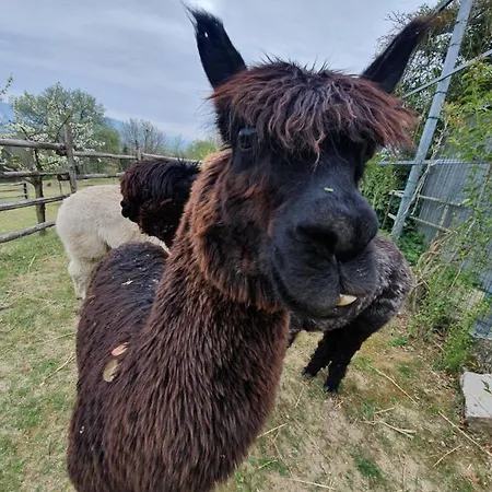 Bauernhof Il Vecchio Mandorlo *