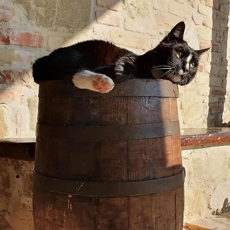Il Vecchio Mandorlo Farm stay *