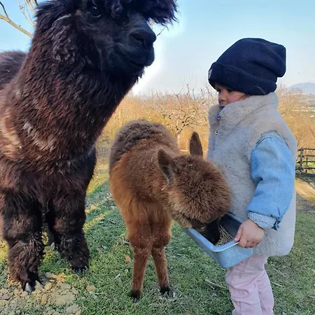 Il Vecchio Mandorlo Περούτζια