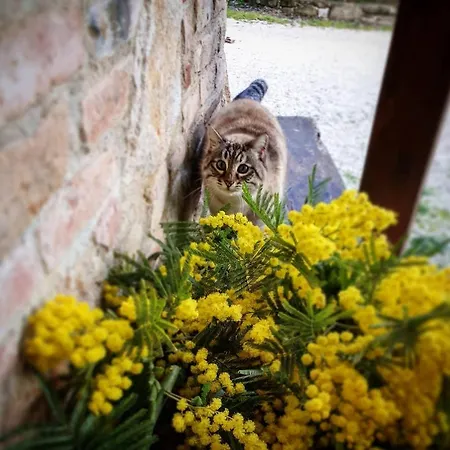 Farm stay Il Vecchio Mandorlo