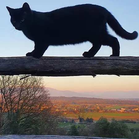 Κατάλυμα σε φάρμα Il Vecchio Mandorlo *