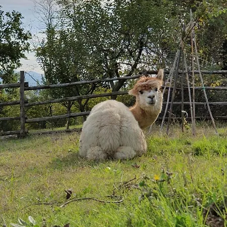 Il Vecchio Mandorlo *