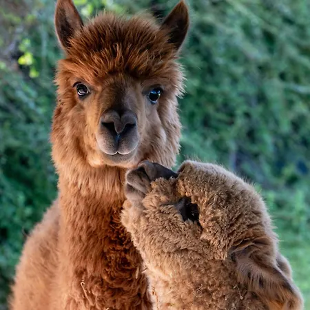 Il Vecchio Mandorlo Farma *