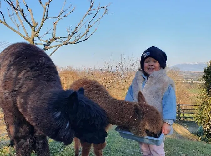 Il Vecchio Mandorlo *