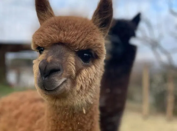Lantgård Il Vecchio Mandorlo Perugia