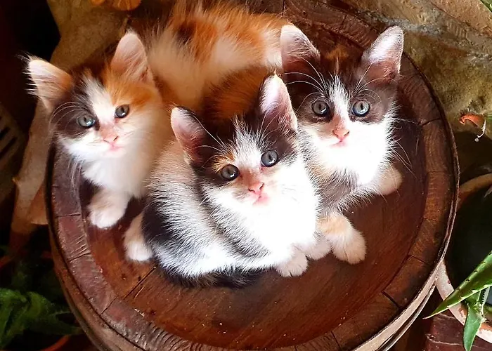 Il Vecchio Mandorlo Farma