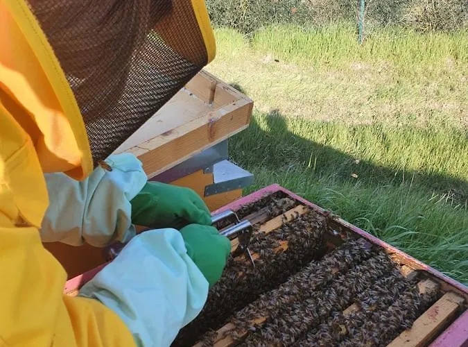 Farma Il Vecchio Mandorlo *