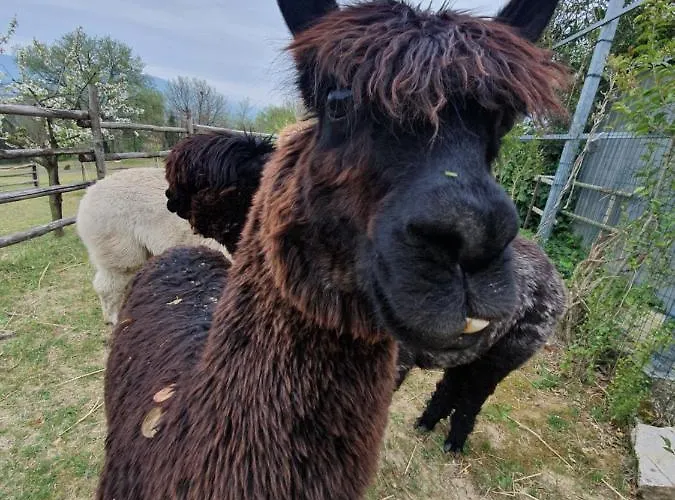 Farma Il Vecchio Mandorlo *