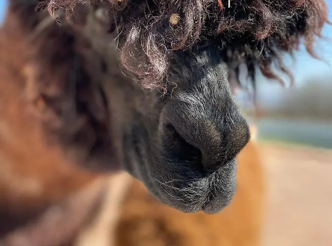 Il Vecchio Mandorlo Lantgård *