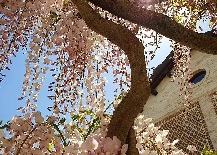 Il Vecchio Mandorlo *