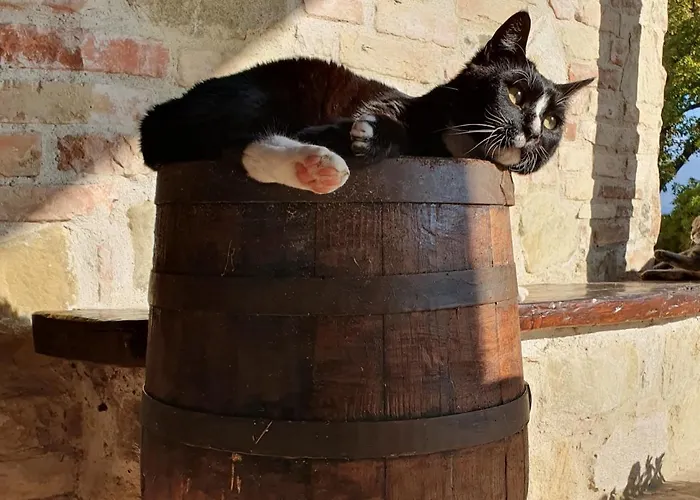 Il Vecchio Mandorlo Farma *