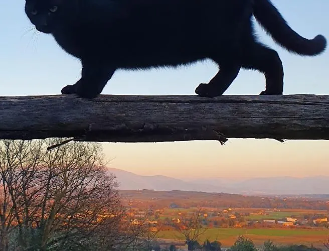 Farma Il Vecchio Mandorlo *