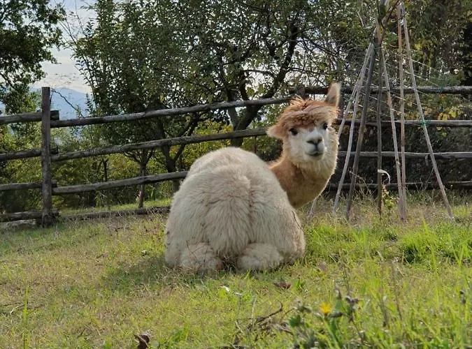 Il Vecchio Mandorlo *