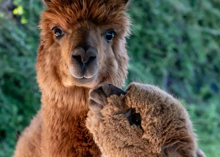 Il Vecchio Mandorlo Farma *